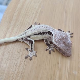 프라푸치노