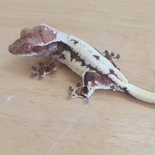 프라푸치노