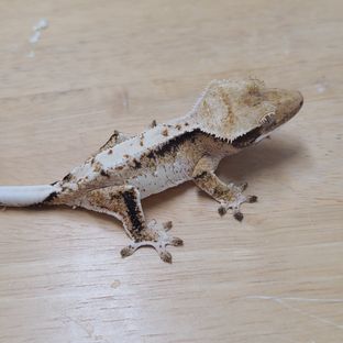 트라이