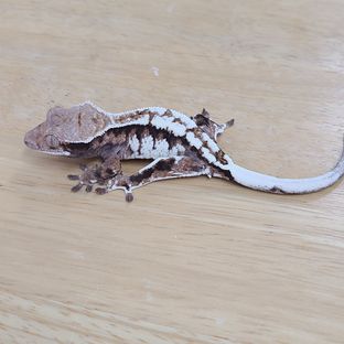 카푸치노