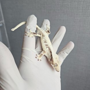 Lilly 100% Het Axanthic