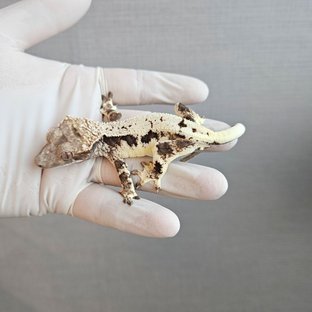 100%헷아잔틱 프라푸치노