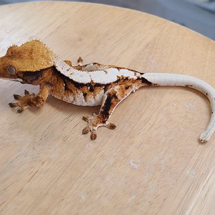 트라이