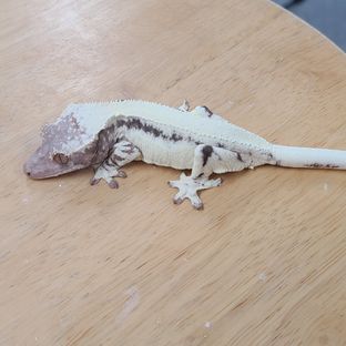 프라푸치노