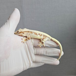 릴리100%헷아잔틱