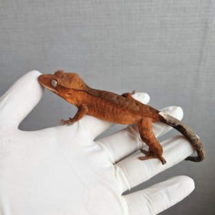 Cappuccino 100% Het Axanthic