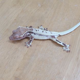 프라푸치노