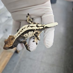 Feedle | Import your Geckos & Reptiles