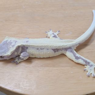 프라푸치노