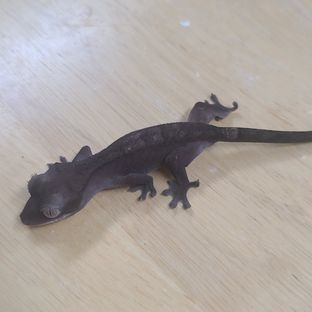루왁