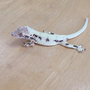 프라푸치노