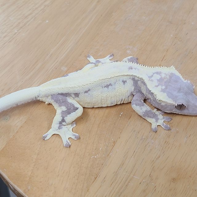 프라푸치노
