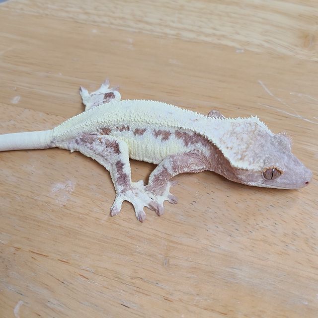 프라푸치노