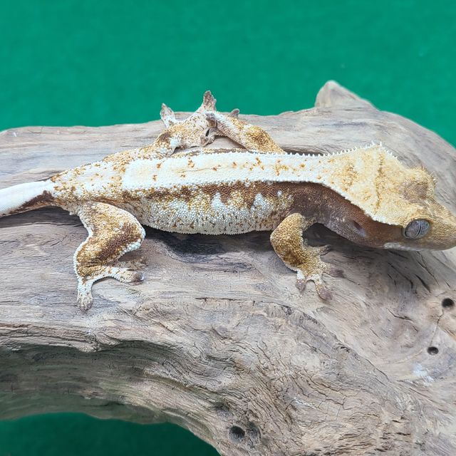 트라이
