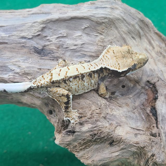 트라이