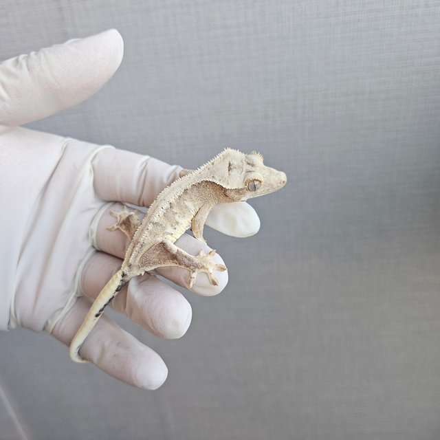 릴리100%헷아잔틱