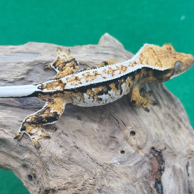 트라이