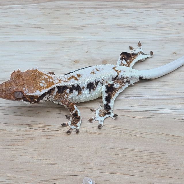 프라푸치노