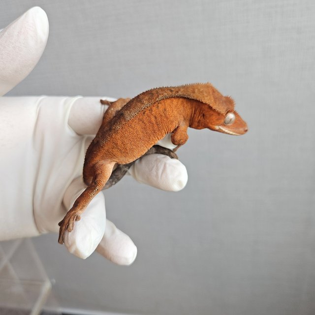 Cappuccino 100% Het Axanthic