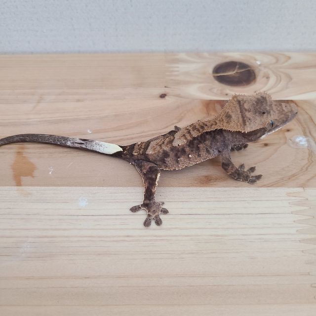 카푸치노