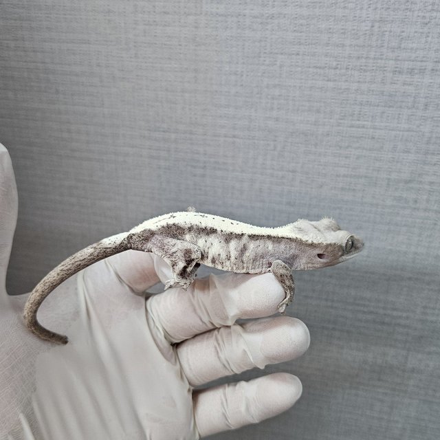 Luwak LW