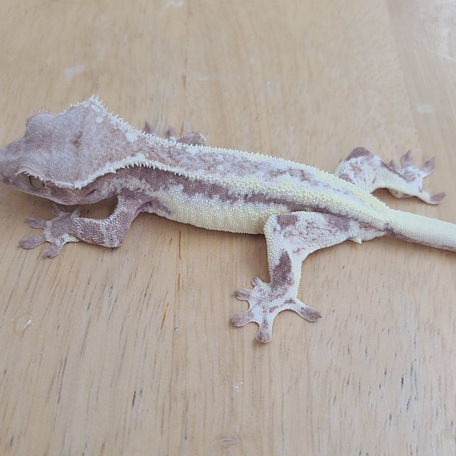 프라푸치노