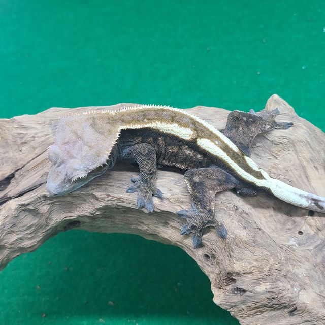 세이블
