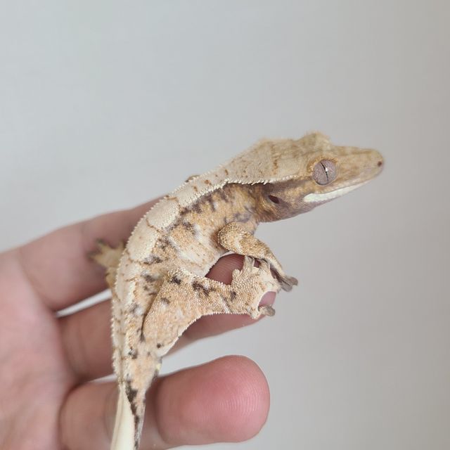 트라이