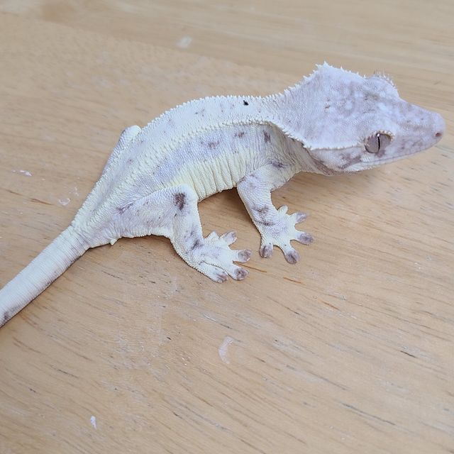 프라푸치노