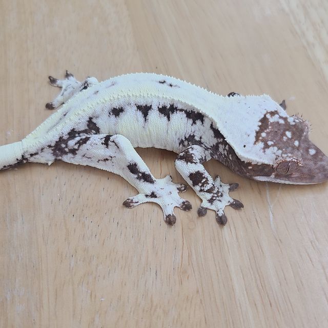프라푸치노