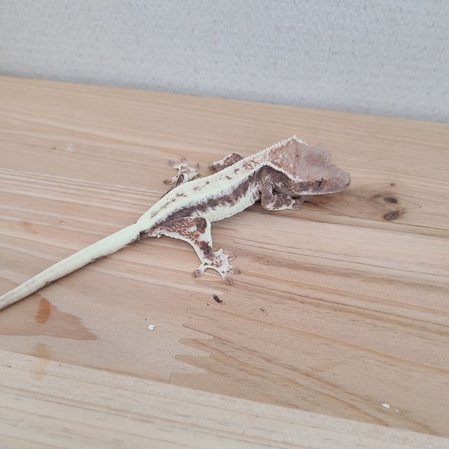 프라푸치노