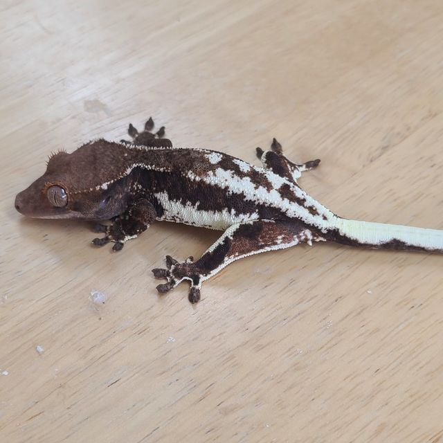 프라푸치노