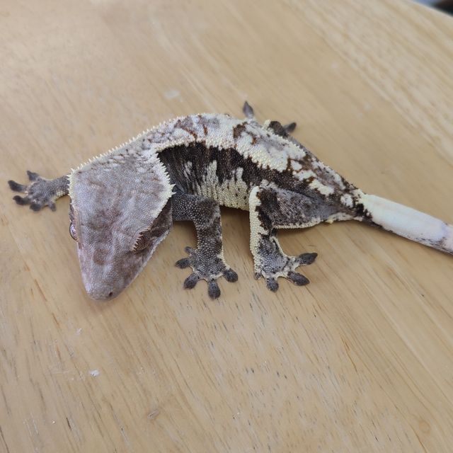 카푸치노
