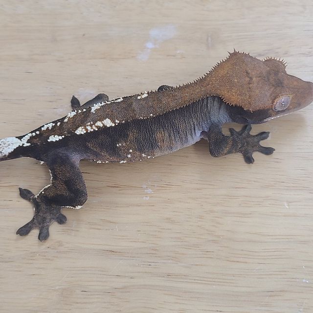 카푸치노