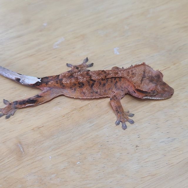 카푸치노