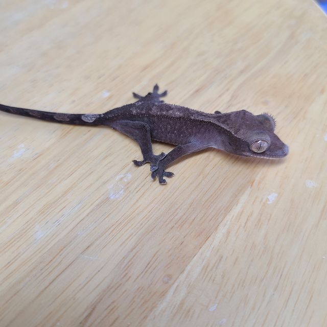 루왁