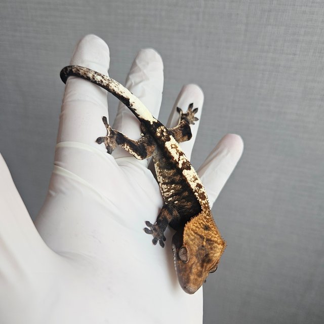 100% Het Axanthic Cappuccino