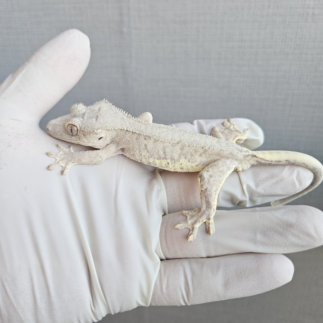 릴리100%헷아잔틱