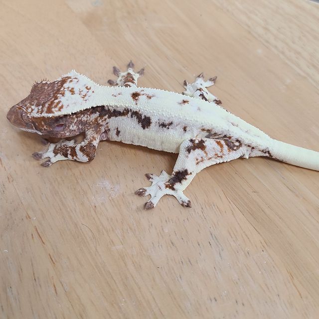 프라푸치노