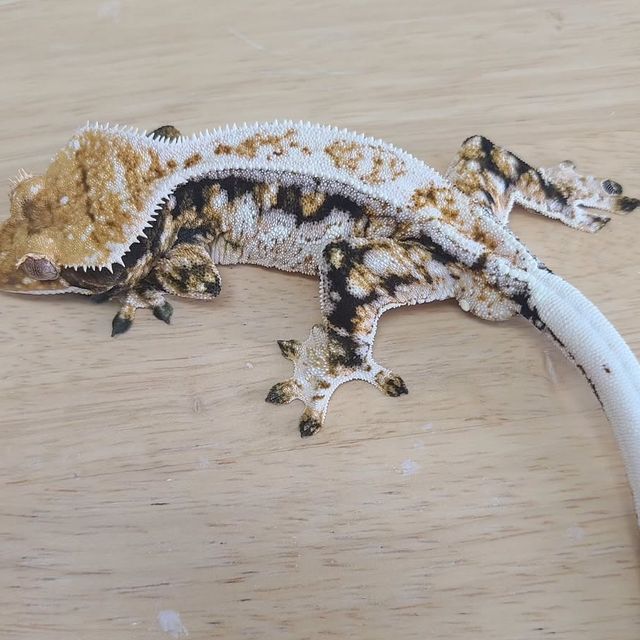 트라이