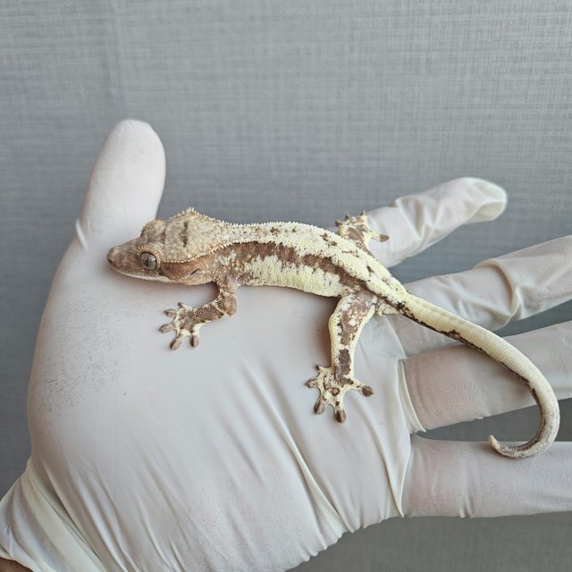 100%헷아잔틱 프라푸치노