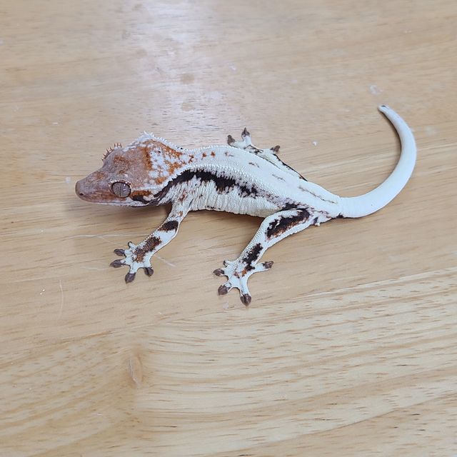 프라푸치노