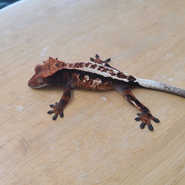 세이블