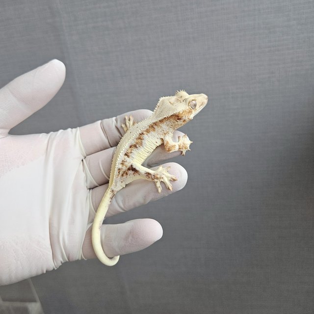 릴리100%헷아잔틱