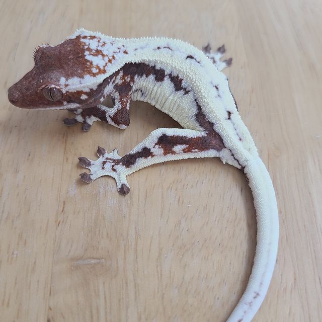 프라푸치노