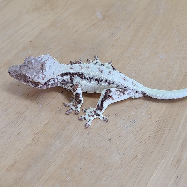 프라푸치노