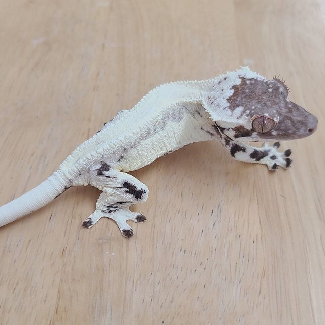 프라푸치노