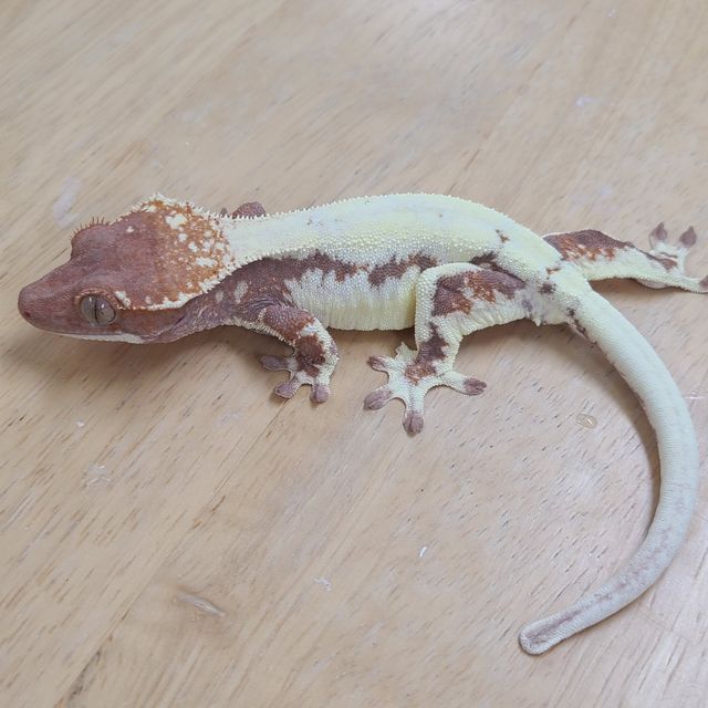 프라푸치노