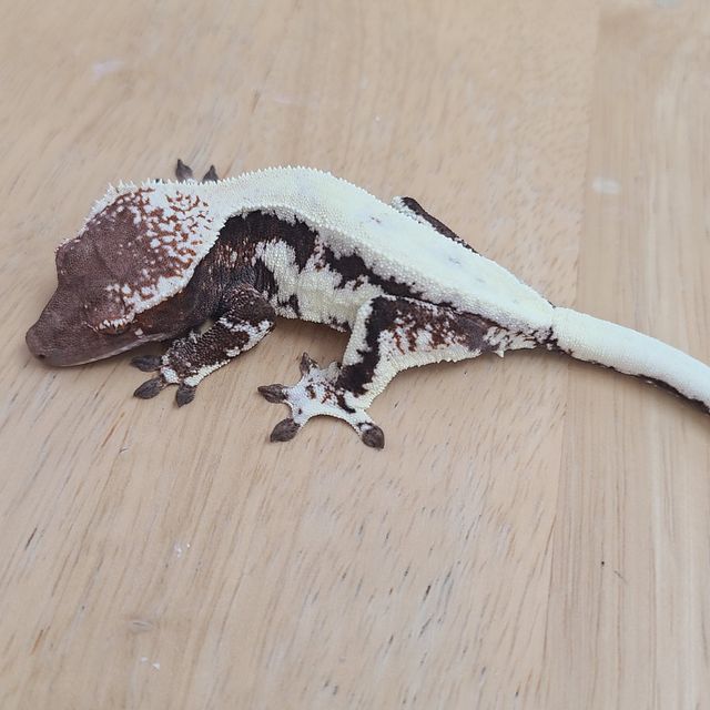 프라푸치노
