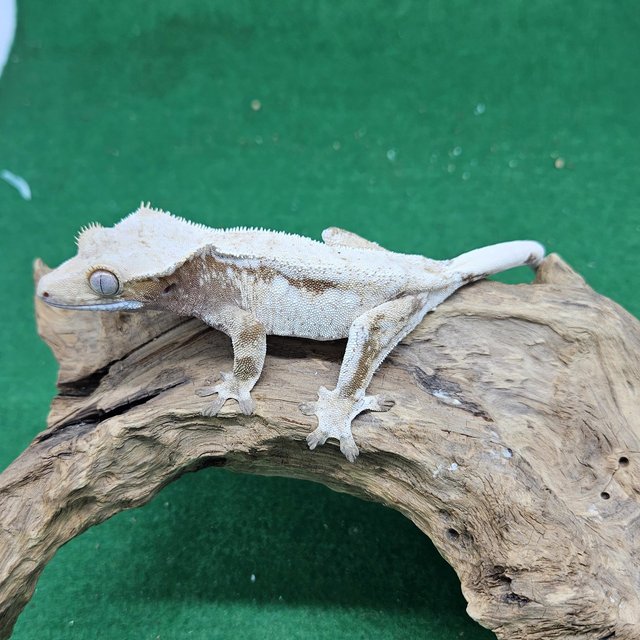 Tri